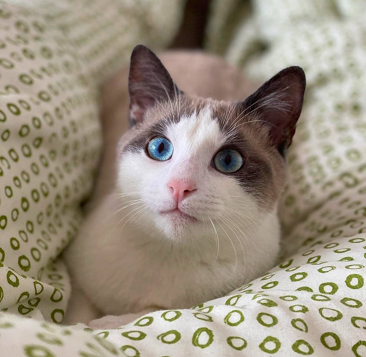 Happy a rejoint le concours — aidez-le/la à gagner de superbes lots ! carnivore, cat, cat_supply, comfort, curious, domestic_short_haired_cat, felidae, fur, iris, linens, pattern, paw, pet_supply, small_to_medium_sized_cats, snout, whiskers