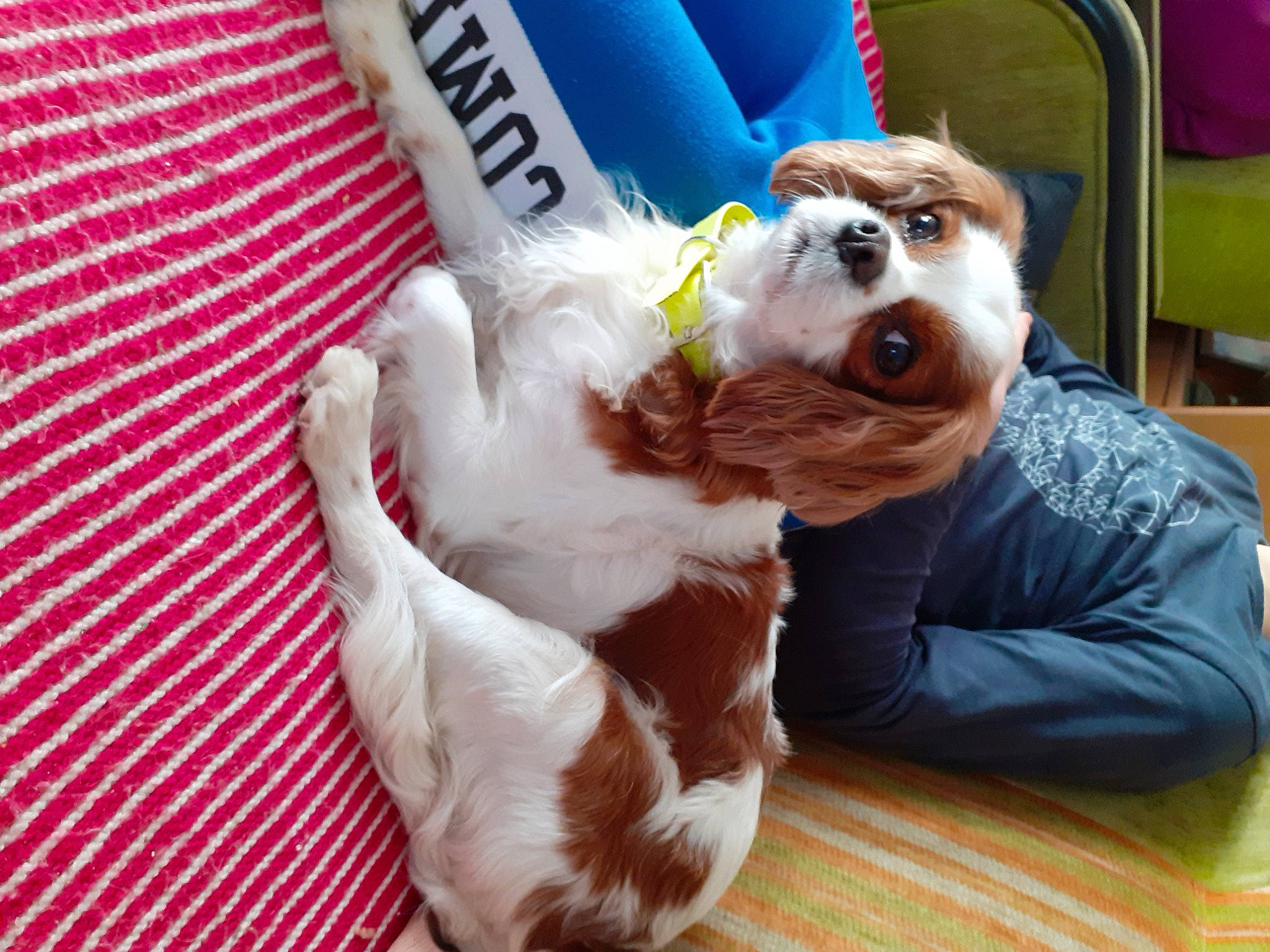 Jasmine a rejoint le concours — aidez-le/la à gagner de superbes lots ! canidae, carnivore, chair, collar, comfort, companion_dog, dog, dog_breed, dog_supply, eyewear, fawn, fur, happy, snout, sporting_group, sunglasses, textile, toy_dog, wood, working_animal