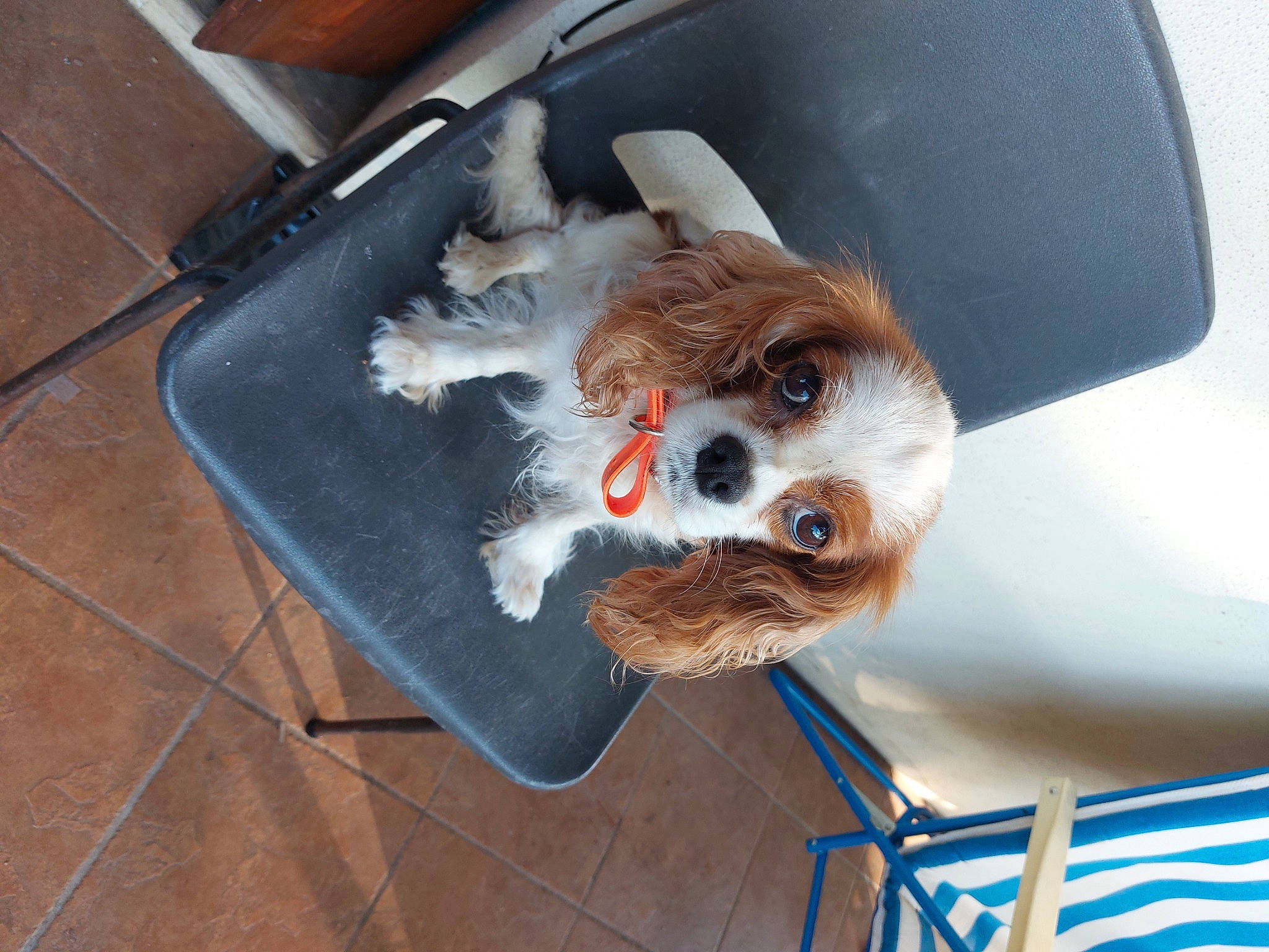 Jasmine participe au concours pour gagner de l'argent avec cette photo : auto_part, canidae, carnivore, companion_dog, dog, dog_breed, dog_clothes, dog_supply, fawn, flooring, fur, gas, hat, pet_supply, snout, sporting_group, toy, toy_dog, whiskers, working_animal