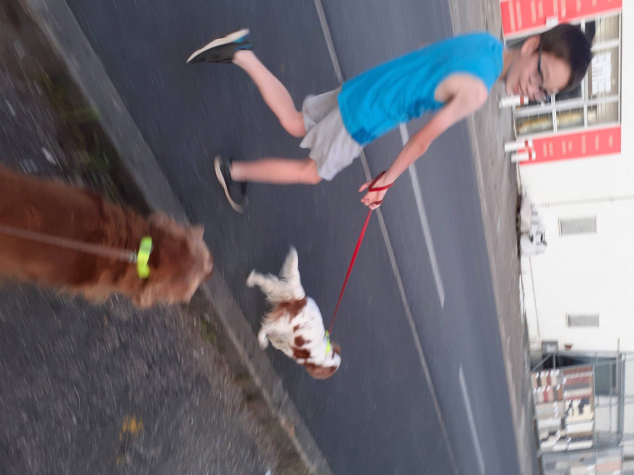 Jessie a rejoint le concours — aidez-le/la à gagner de superbes lots ! acrobatics, adventure, companion_dog, dog, dog_breed, entertainment, event, fun, leisure, performance, performing_arts, public_event, recreation, rope, shorts, sporting_group, sports, tail