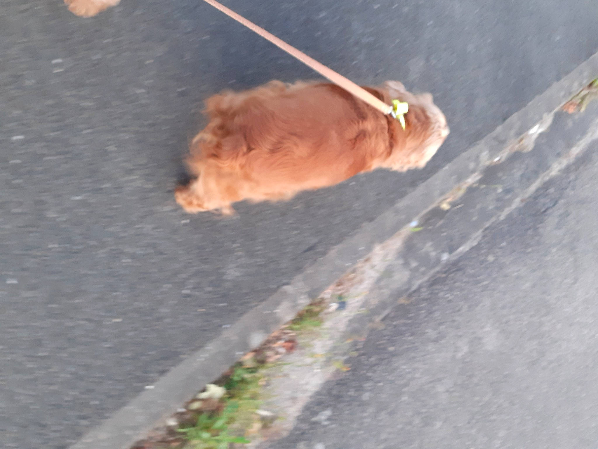 Jessie a rejoint le concours — aidez-le/la à gagner de superbes lots ! asphalt, canidae, carnivore, companion_dog, concrete, curb, dog, dog_breed, fawn, leash, line, rhesus_macaque, road, road_surface, shadow, sidewalk, snout, soil, sporting_group, tail