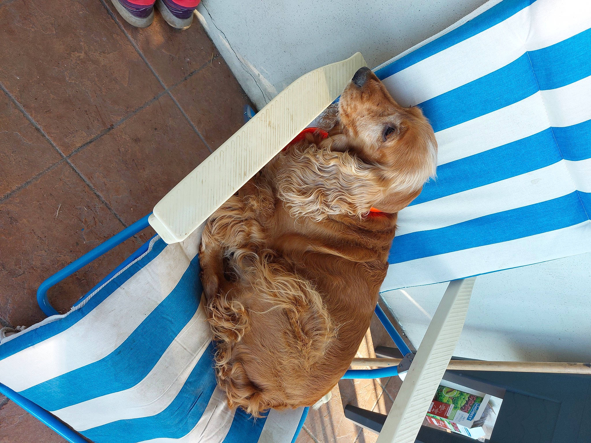 Jessie a rejoint le concours — aidez-le/la à gagner de superbes lots ! art, artifact, blue, canidae, carnivore, carving, chainsaw_carving, companion_dog, electric_blue, felidae, fur, sculpture, small_to_medium_sized_cats, sporting_group, whiskers, wood