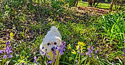 Aimy a rejoint le concours — aidez-le/la à gagner de superbes lots ! bushes, curious, cute, daylight, dog, flower, fluffy, garden, grass, greenery, nature, outdoor, pet, plants, purple_flower, small_dog, spring, sunlight, white_dog, yellow_flower