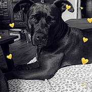 Roxanne participe au concours pour gagner de l'argent avec cette photo : dog, black_dog, pet, animal, portrait, indoors, bed, bedspread, floral_pattern, home, living_room, furniture, wooden_cabinet, decorations, black_and_white, heart_stickers, golden_hearts, lying_down, looking_at_camera, cozy