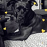 dog, black_dog, pet, animal, portrait, indoors, bed, bedspread, floral_pattern, home, living_room, furniture, wooden_cabinet, decorations, black_and_white, heart_stickers, golden_hearts, lying_down, looking_at_camera, cozy