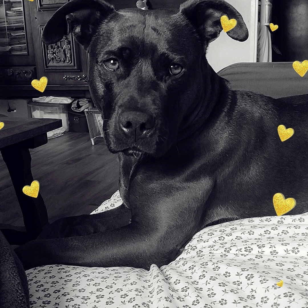 Roxanne participe au concours pour gagner de l'argent avec cette photo : dog, black_dog, pet, animal, portrait, indoors, bed, bedspread, floral_pattern, home, living_room, furniture, wooden_cabinet, decorations, black_and_white, heart_stickers, golden_hearts, lying_down, looking_at_camera, cozy