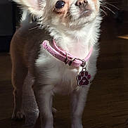 Divine participe au concours pour gagner de l'argent avec cette photo : dog, chihuahua, small_dog, white_dog, pink_collar, pet, indoor, wooden_floor, sunlight, close_up, portrait, animal, cute, ears, fur, whiskers, collar_tag, looking_up, domestic_animal, companion