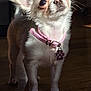 dog, chihuahua, small_dog, white_dog, pink_collar, pet, indoor, wooden_floor, sunlight, close_up, portrait, animal, cute, ears, fur, whiskers, collar_tag, looking_up, domestic_animal, companion