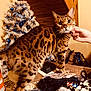 bengal_cat, cat, animal, pet, table, clutter, hand, christmas_tree, ornaments, blue, white, indoor, furniture, curious, spots, fur, eyes, holiday, decoration, person