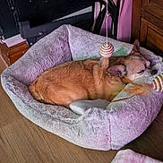 Princess is registered to the contest to win money with this photo: animal, brown_dog, calm, cozy, cute, dog, domestic, feather, furniture, home, indoor, pet_bed, plush, quiet, relaxing, rest, sleeping, small_dog, toy, wooden_floor