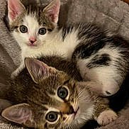 Mabel is registered to the contest to win money with this photo: animal, cat, companion, cozy, cute, cute_animals, ears, eyes, feline, fur, indoor, kitten, pet, resting, sleeping_bed, snuggling, tabby, whiskers, white_fur, young