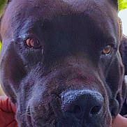 Knight is registered to the contest to win money with this photo: dog, black_dog, close_up, face, snout, nose, ears, brown_eyes, pet, animal, outdoor, hand, person, friendly, fur, canine, portrait, companion, domestic_animal, nature