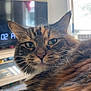 Elvira is registered to the contest to win money with this photo: cat, tabby, close_up, indoor, feline, green_eyes, fur, whiskers, relaxed, pet, animal, cozy, window, television, blurred_background, domestic, cute, portrait, mammal, resting