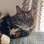Elvira joined the competition — help win amazing prizes! cat, tabby, fluffy, paw, lounging, indoor, curtains, texture, blue, relaxed, pet, fur, whiskers, green_eyes, closeup, animal, cute, resting, calm, domestic