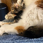 Elvira is registered to the contest to win money with this photo: cat, calico, fluffy, fur, paws, stretching, relaxed, blue_blanket, indoor, furniture, dresser, trash_can, cozy, pet, animal, whiskers, soft, closeup, laying, resting