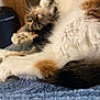 cat, calico, fluffy, fur, paws, stretching, relaxed, blue_blanket, indoor, furniture, dresser, trash_can, cozy, pet, animal, whiskers, soft, closeup, laying, resting