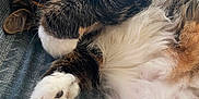 Elvira is registered to the contest to win money with this photo: cat, fluffy, paw, sleeping, cozy, fur, white_paw, tabby, relaxed, indoor, curtain, texture, closeup, cute, pet, resting, whiskers, soft_light, feline, comfort