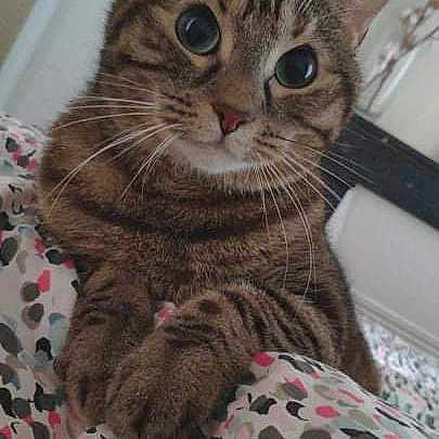 Nouki