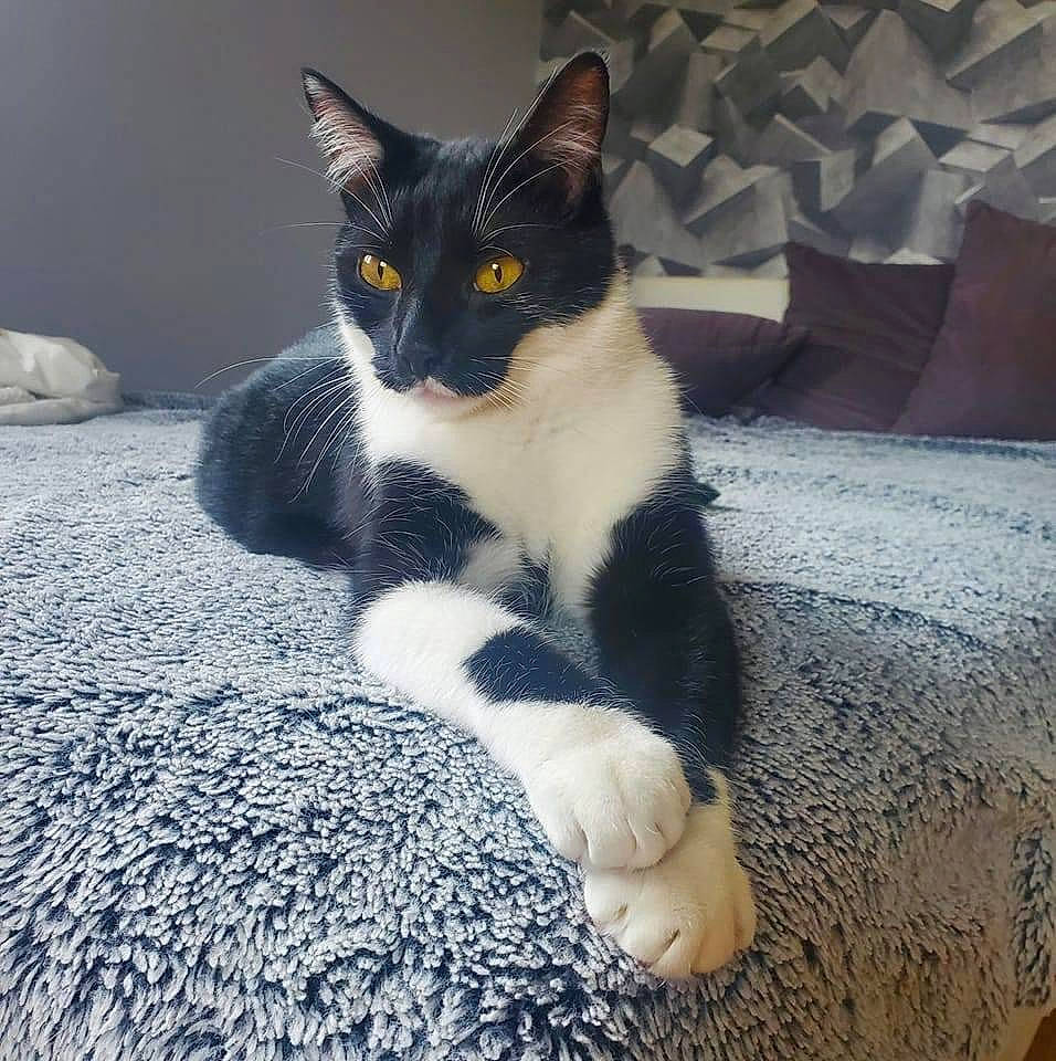 Ratatouille participe au concours pour gagner de l'argent avec cette photo : carnivore, cat, comfort, domestic_short_haired_cat, felidae, flooring, foot, fur, grey, human_leg, paw, sitting, small_to_medium_sized_cats, snout, tail, terrestrial_animal, whiskers