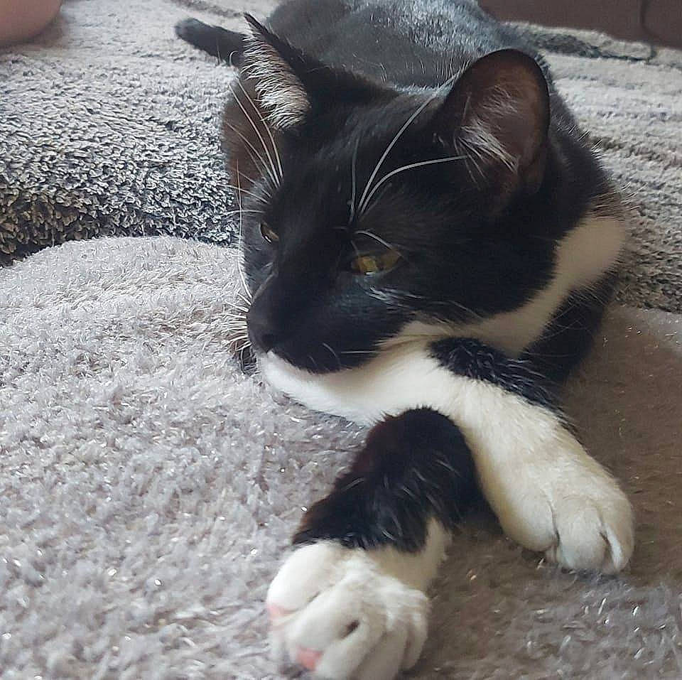 Ratatouille participe au concours pour gagner de l'argent avec cette photo : carnivore, cat, claw, comfort, dog_breed, domestic_short_haired_cat, felidae, flooring, foot, fur, grass, human_leg, paw, sand, sitting, small_to_medium_sized_cats, snout, tail, terrestrial_animal, whiskers