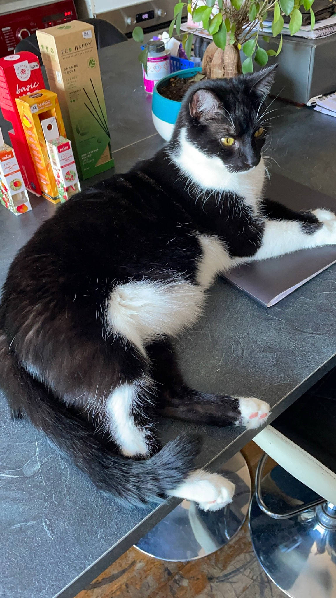 Ratatouille participe au concours pour gagner de l'argent avec cette photo : box, cardboard, carnivore, cat, cat_supply, claw, comfort, computer_keyboard, domestic_short_haired_cat, felidae, fur, lap, packaging_and_labeling, small_to_medium_sized_cats, snout, tail, terrestrial_animal, whiskers