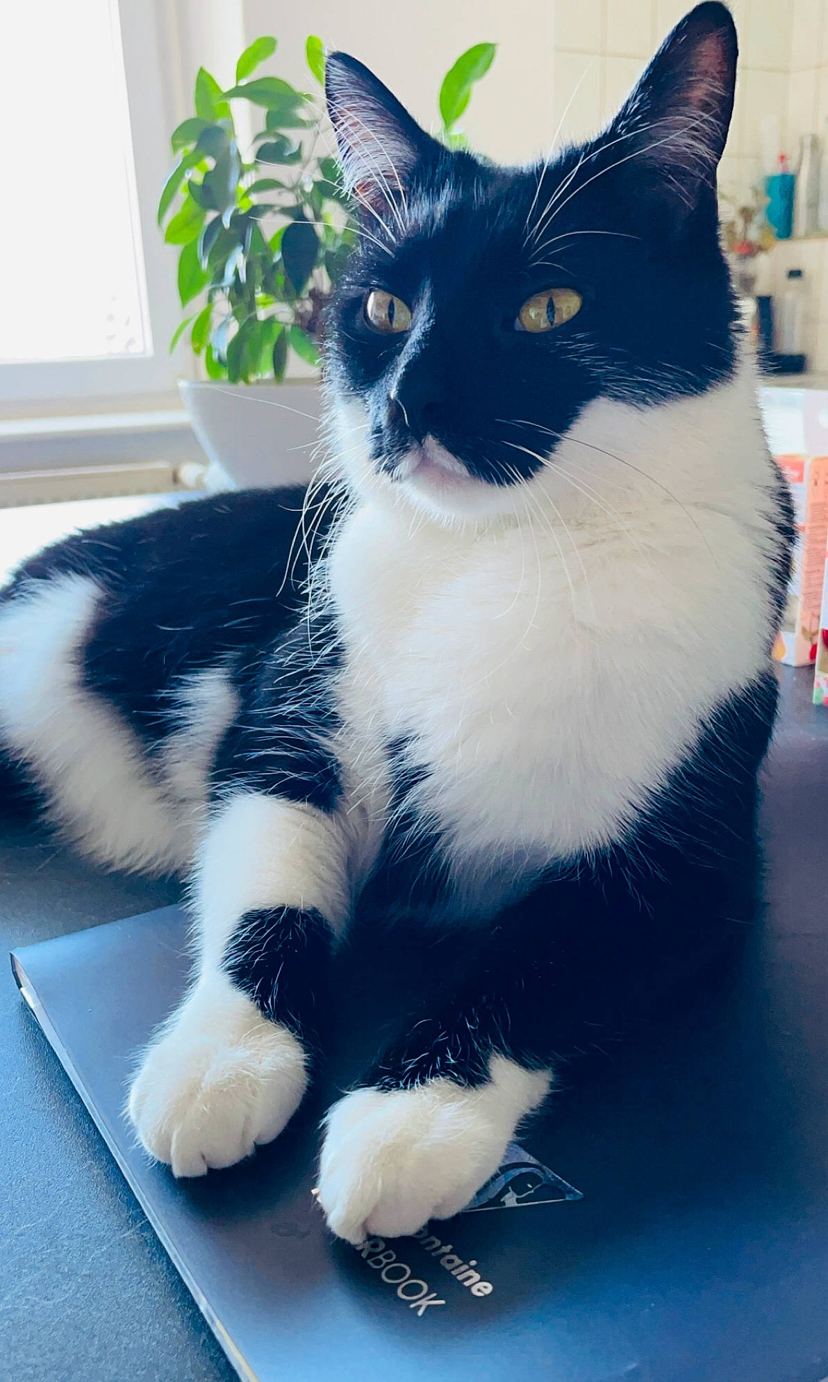 Ratatouille participe au concours pour gagner de l'argent avec cette photo : carnivore, cat, claw, comfort, domestic_short_haired_cat, electric_blue, felidae, foot, fur, mammal, paw, plant, sitting, small_to_medium_sized_cats, snout, tail, terrestrial_animal, vertebrate, water, whiskers