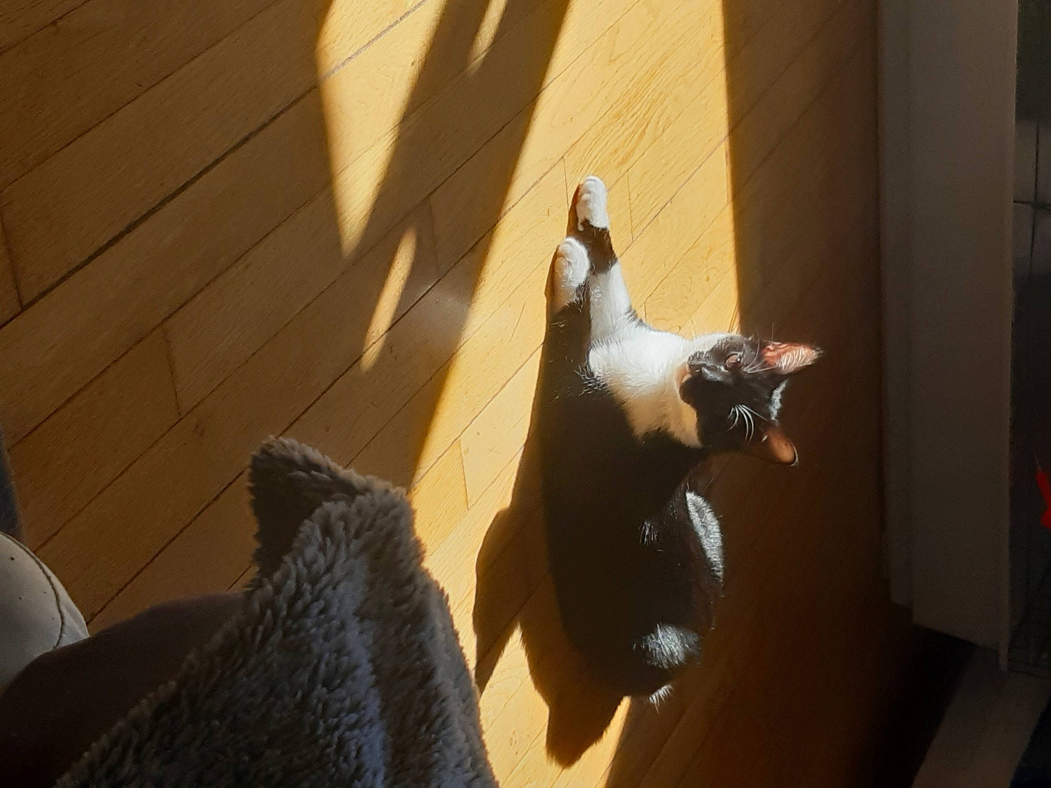 Ratatouille a rejoint le concours — aidez-le/la à gagner de superbes lots ! cat, comfort, companion_dog, dog_breed, fawn, felidae, flooring, fur, hardwood, lighting, pet_supply, room, shadow, small_to_medium_sized_cats, snout, tail, tints_and_shades, whiskers, wing, wood