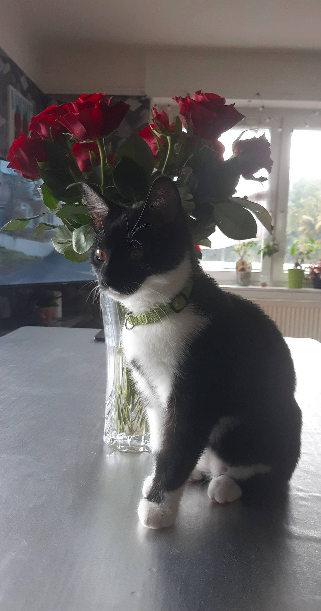 Ratatouille a rejoint le concours — aidez-le/la à gagner de superbes lots ! carmine, carnivore, cat, cut_flowers, domestic_short_haired_cat, felidae, flooring, flower, flower_arranging, flowerpot, formal_wear, fur, herbaceous_plant, houseplant, petal, plant, rose, small_to_medium_sized_cats, tail, whiskers