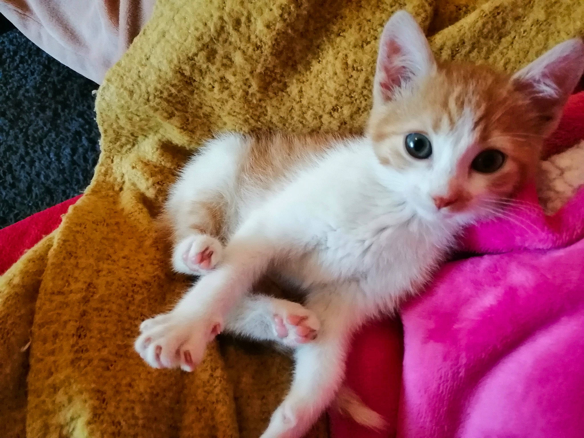 Lyli a rejoint le concours — aidez-le/la à gagner de superbes lots ! carnivore, cat, claw, comfort, domestic_short_haired_cat, fawn, felidae, fur, kitten, paw, peach, pink, skin, small_to_medium_sized_cats, tail, toe, whiskers, wool