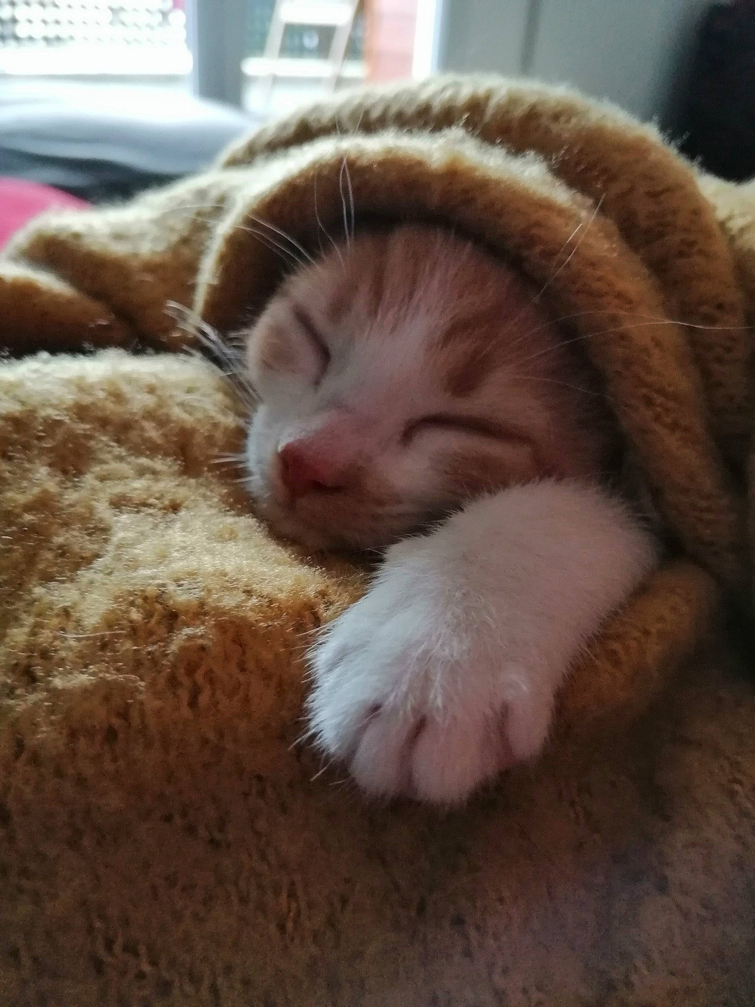 Lyli participe au concours pour gagner de l'argent avec cette photo : beige, blanket, brown, carnivore, cat, comfort, domestic_short_haired_cat, fawn, felidae, fur, nap, natural_material, paw, skin, sleep, small_to_medium_sized_cats, snout, textile, vertebrate, whiskers