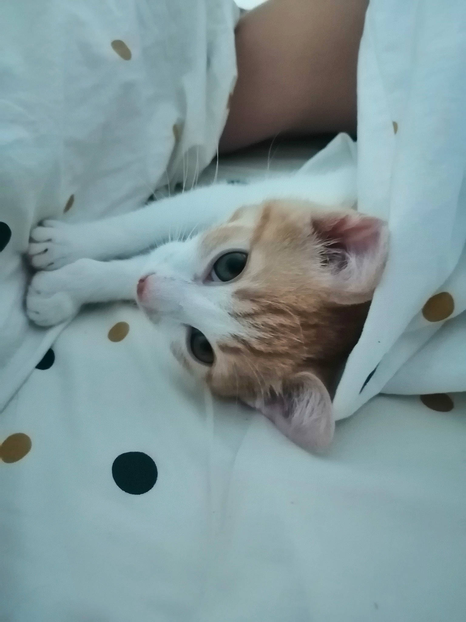 Lyli a rejoint le concours — aidez-le/la à gagner de superbes lots ! bedding, carnivore, cat, comfort, domestic_short_haired_cat, felidae, fur, linens, skin, small_to_medium_sized_cats, snout, terrestrial_animal, vertebrate, whiskers