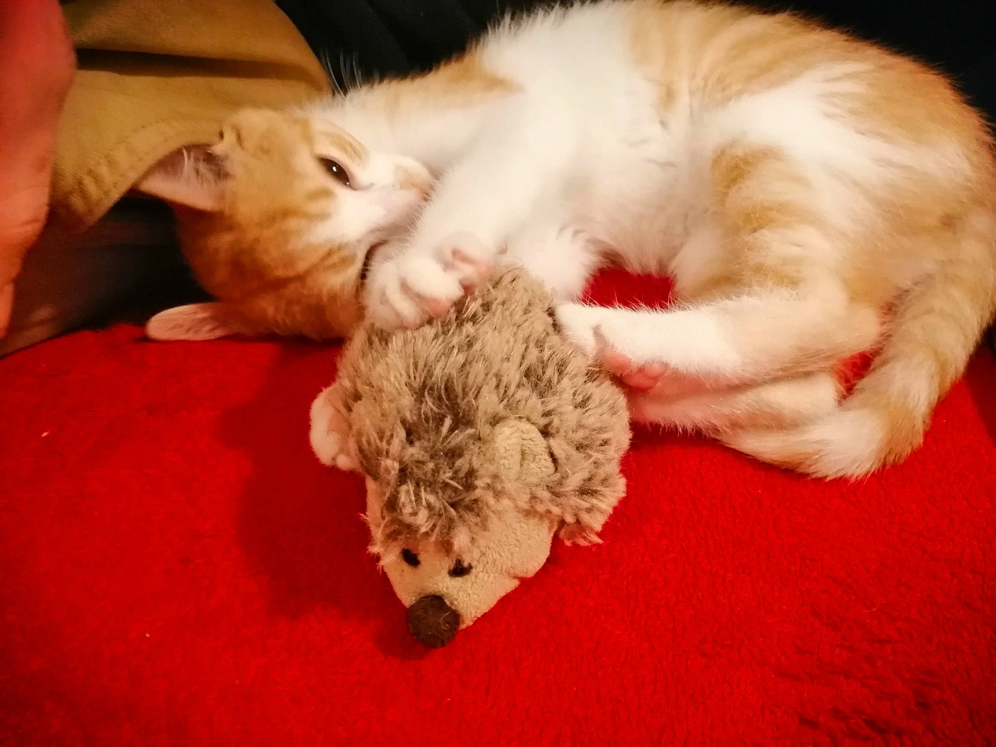 Lyli participe au concours pour gagner de l'argent avec cette photo : carnivore, cat, comfort, felidae, fur, nap, natural_material, paw, pet_supply, plush, small_to_medium_sized_cats, stuffed_toy, sweater, textile, toy, vertebrate, whiskers, wool