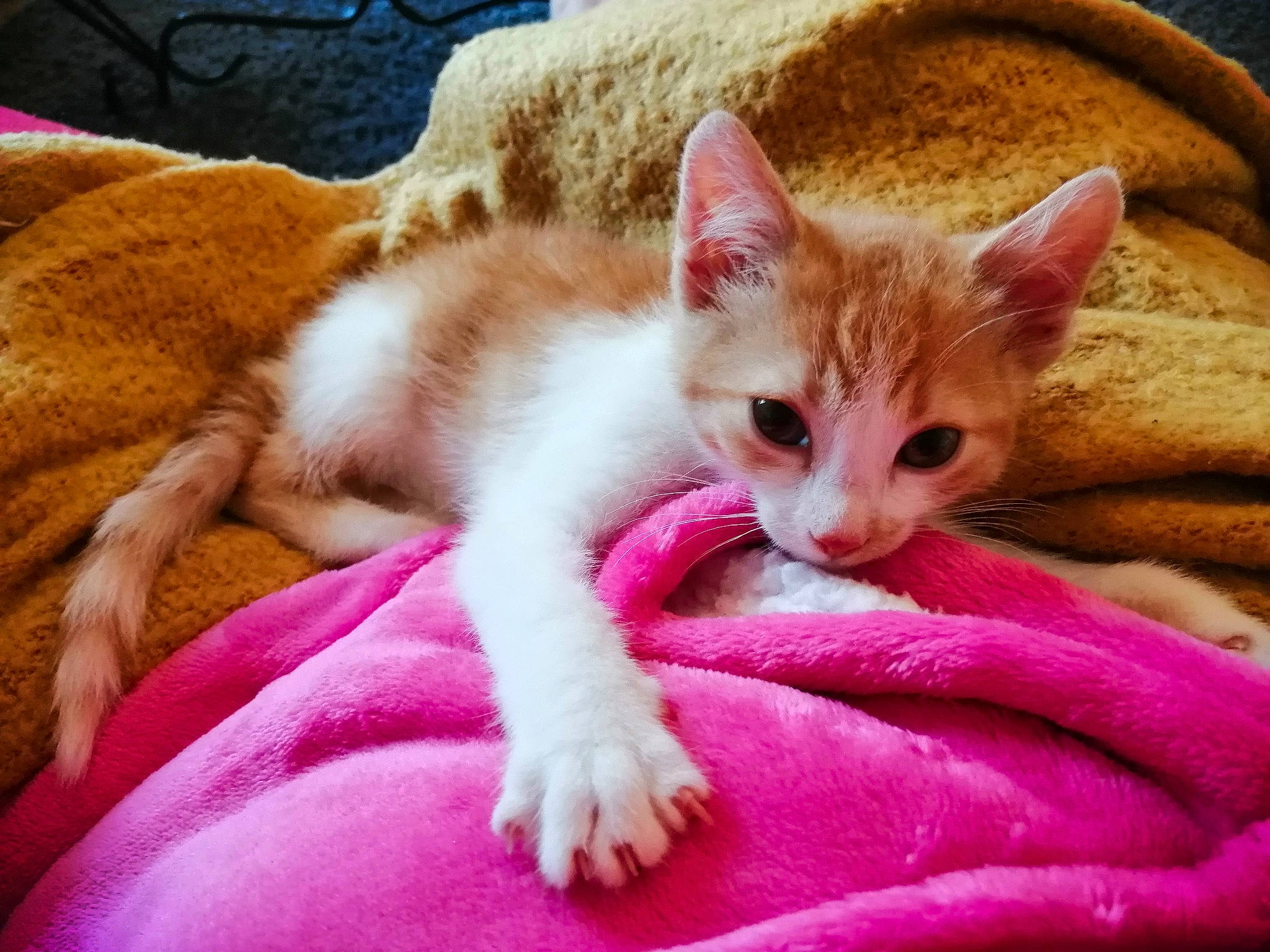 Lyli participe au concours pour gagner de l'argent avec cette photo : blanket, carnivore, cat, comfort, domestic_short_haired_cat, fawn, felidae, foot, fur, linens, magenta, orange, organism, paw, peach, pink, small_to_medium_sized_cats, toe, vertebrate, whiskers