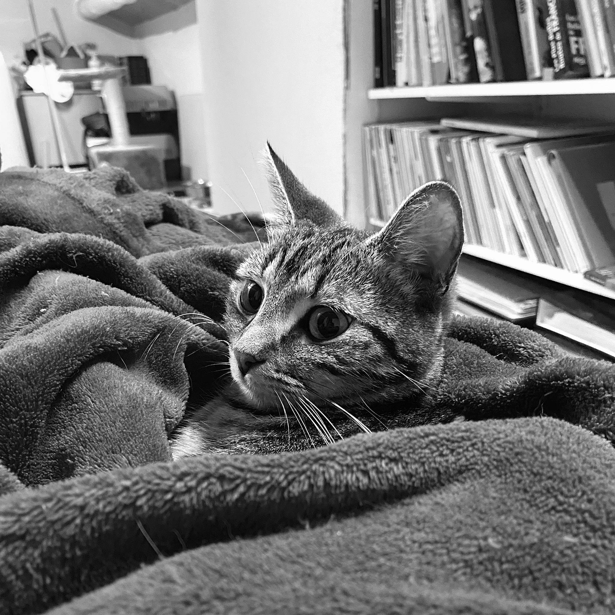 Tekila a rejoint le concours — aidez-le/la à gagner de superbes lots ! asian, black_and_white, carnivore, cat, domestic_short_haired_cat, dragon_li, european_shorthair, felidae, fur, kitten, monochrome, monochrome_photography, nap, photography, small_to_medium_sized_cats, snapshot, snout, tabby_cat, whiskers, window