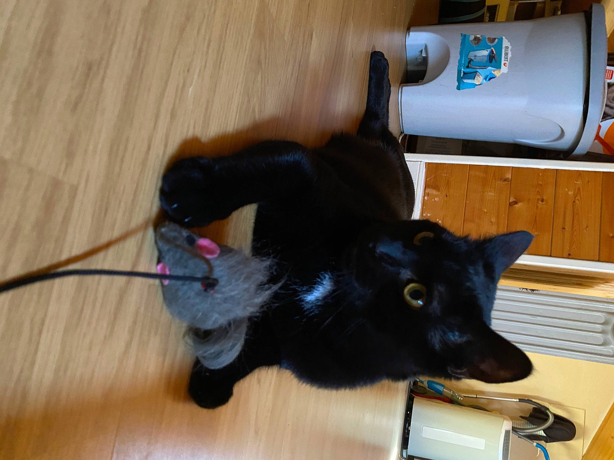 Gotham participe au concours pour gagner de l'argent avec cette photo : black_cat, bombay, canidae, carnivore, cat, felidae, schipperke, small_to_medium_sized_cats, tail, whiskers