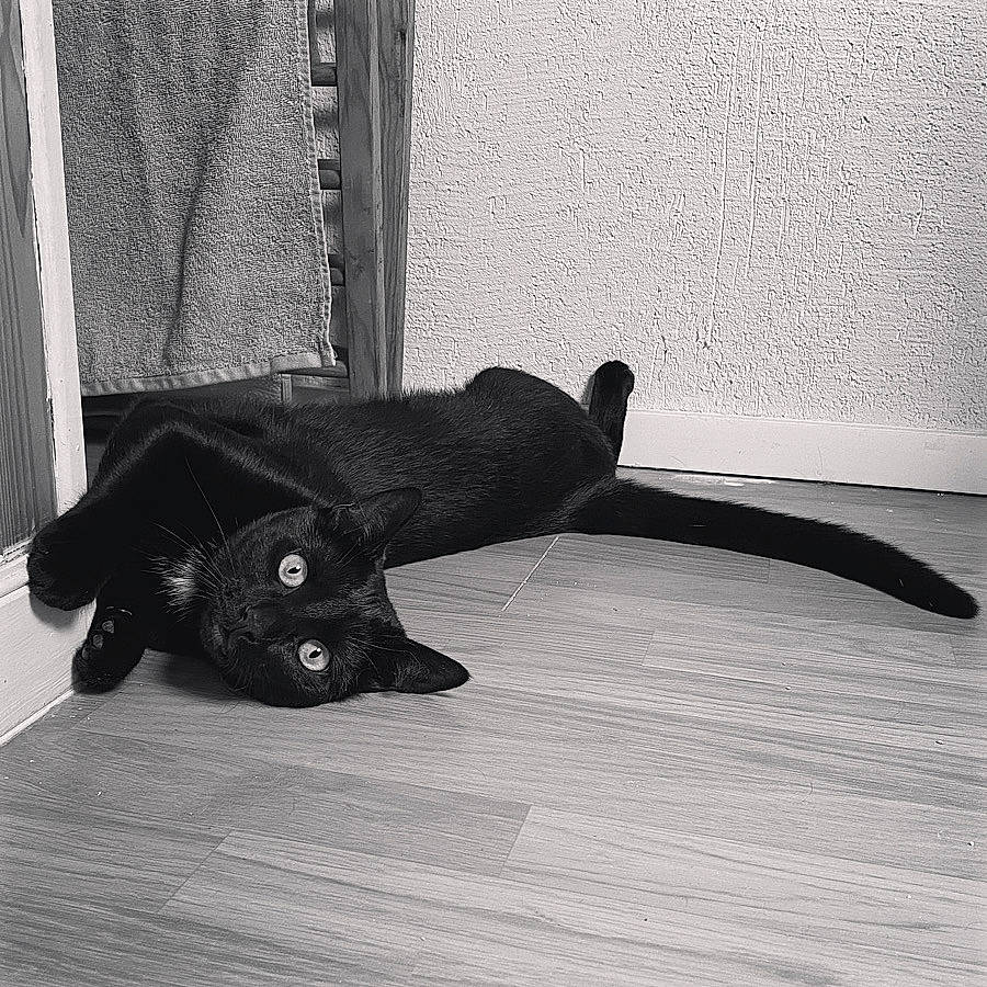 Gotham a rejoint le concours — aidez-le/la à gagner de superbes lots ! asian, black, black_and_white, black_cat, bombay, carnivore, cat, domestic_short_haired_cat, eye, felidae, floor, flooring, small_to_medium_sized_cats, snout, style, tail, whiskers