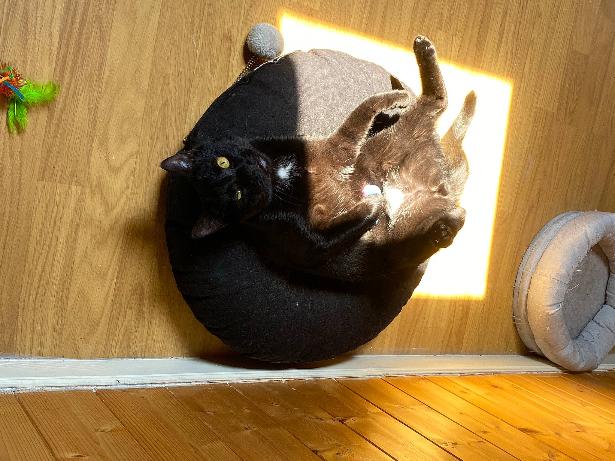 Gotham participe au concours pour gagner de l'argent avec cette photo : canidae, snout, sporting_group