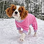 dog, puppy, cavalier_king_charles_spaniel, snow, winter, forest, pink_outfit, purple_trim, pet_clothing, cute, outdoor, nature, walking, fur, animal, playful, cold, seasonal, young_dog, canine