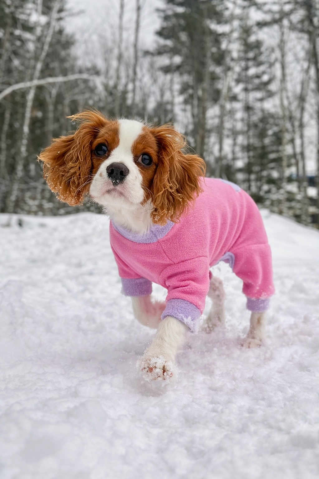 Lainey is registered to the contest to win money with this photo: dog, puppy, cavalier_king_charles_spaniel, snow, winter, forest, pink_outfit, purple_trim, pet_clothing, cute, outdoor, nature, walking, fur, animal, playful, cold, seasonal, young_dog, canine