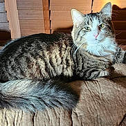 Dewey is registered to the contest to win money with this photo: cat, tabby_cat, feline, pet, animal, fur, whiskers, tail, indoor, blanket, brown, wooden_blinds, relaxed, resting, mammal, cute, household, cozy, portrait, closeup