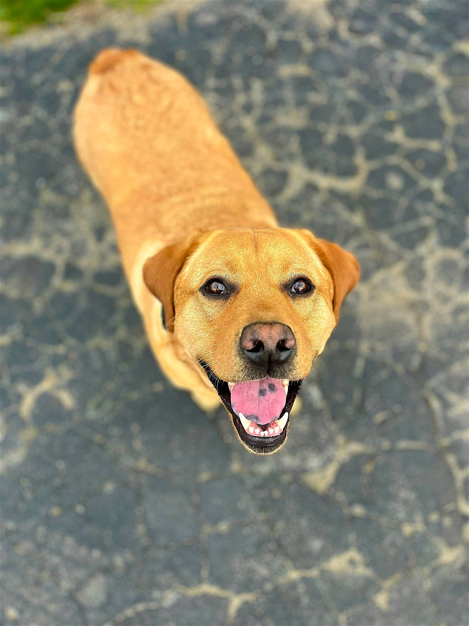 Bruin is registered to the contest to win money with this photo: ball, canidae, carnivore, collar, companion_dog, dog, dog_breed, dog_collar, dog_supply, dog_toy, fashion_accessory, fawn, leash, paw, pet_supply, snout, sporting_group, street_dog, tail, working_animal