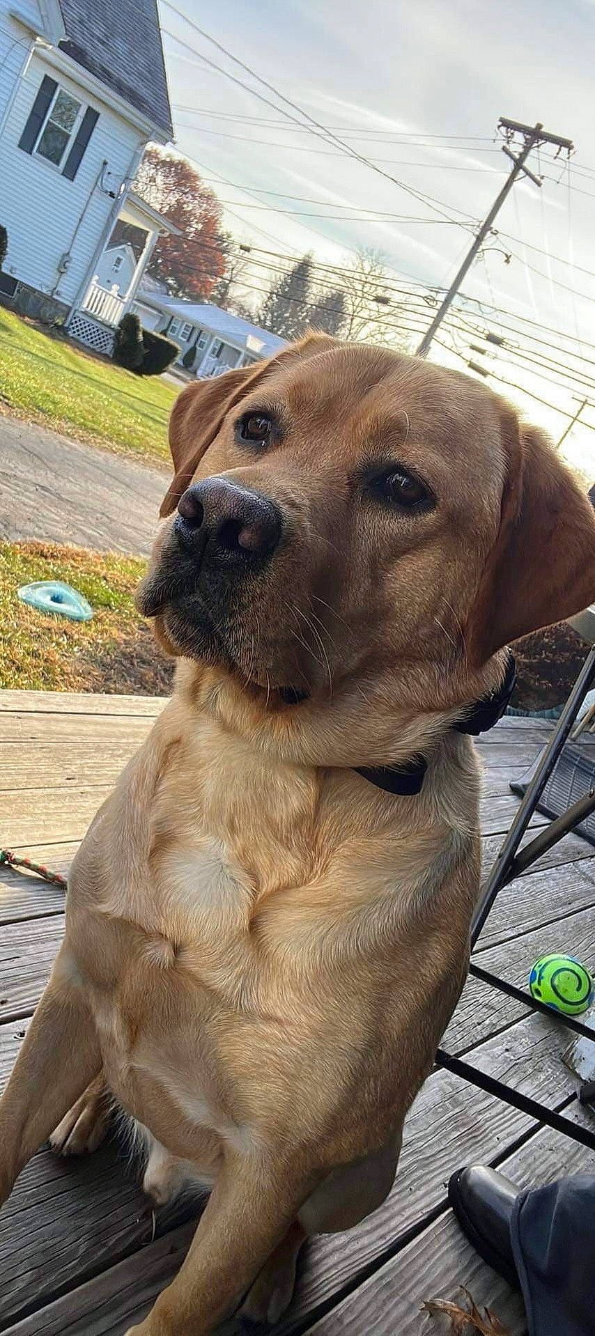 Bruin is registered to the contest to win money with this photo: building, canidae, carnivore, collar, companion_dog, dog, dog_breed, dog_collar, fawn, guard_dog, liver, pet_supply, plant, retriever, snout, sporting_group, tree, whiskers, working_animal, working_dog