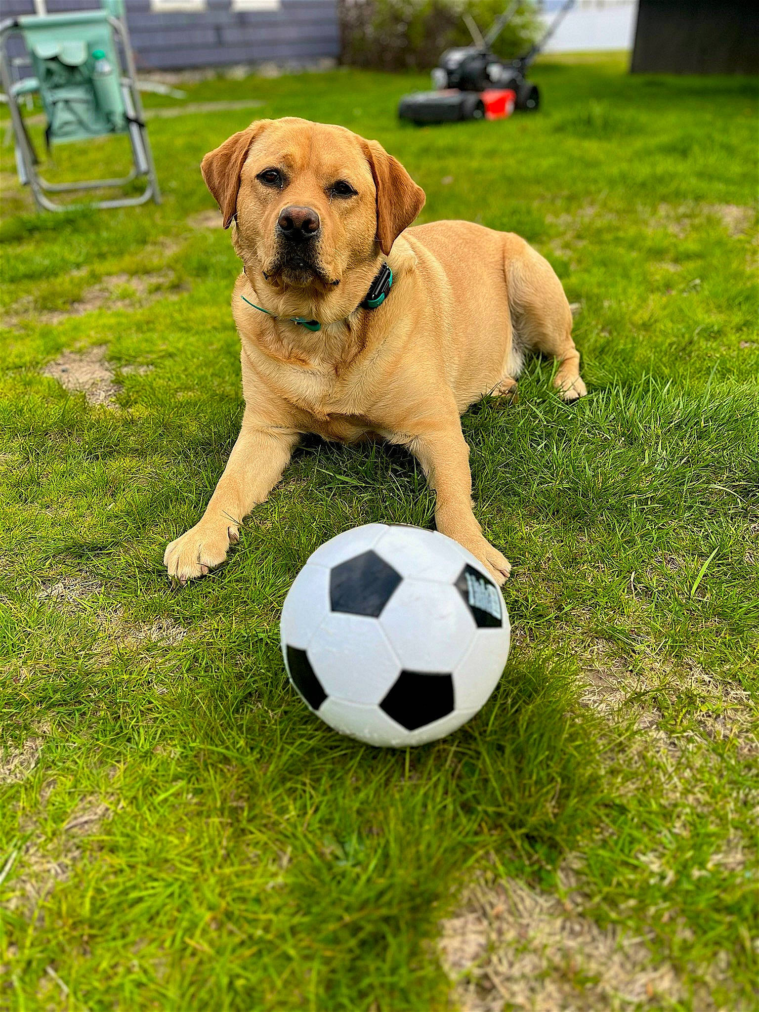 Bruin is registered to the contest to win money with this photo: ball, ball_game, carnivore, chair, companion_dog, dog, dog_breed, fawn, football, grass, green, lawn, plant, soccer, soccer_ball, sports, sports_equipment, tail, team_sport, working_animal