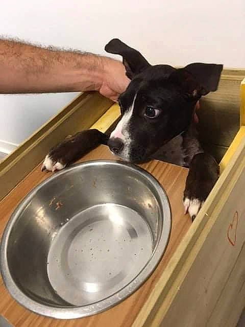 Raviole participe au concours pour gagner de l'argent avec cette photo : canidae, carnivore, dog, dog_breed, italian_greyhound, lurcher, mcnab