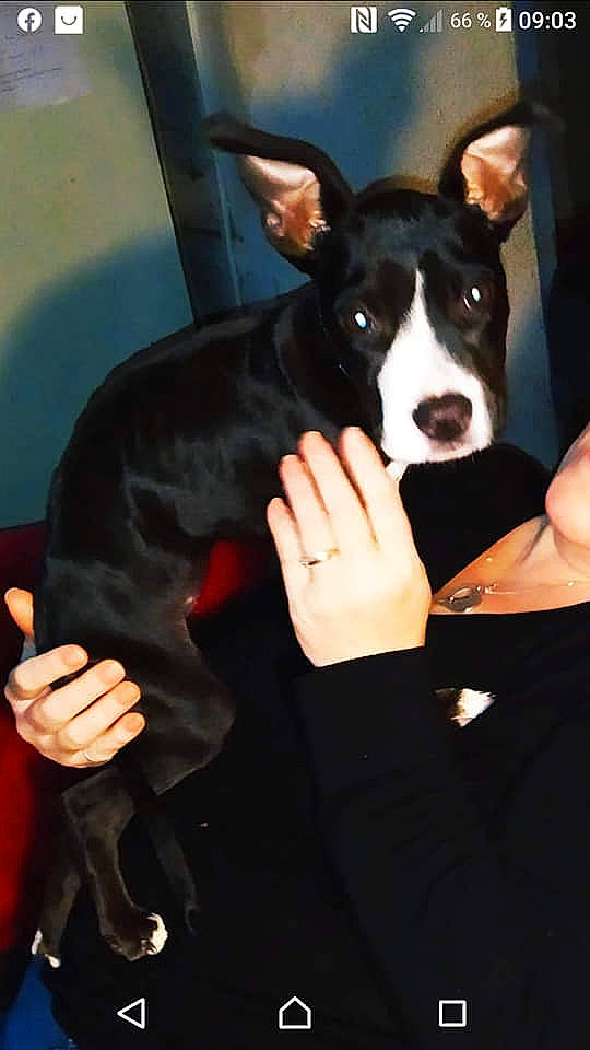 Raviole a rejoint le concours — aidez-le/la à gagner de superbes lots ! australian_kelpie, canidae, carnivore, dog, dog_breed, ear, mammal, mcnab, non_sporting_group, snout, vertebrate