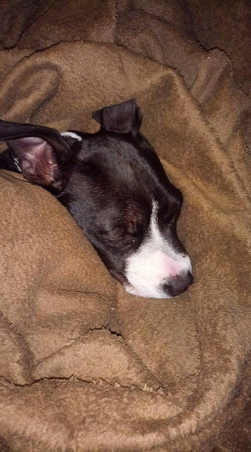 Raviole participe au concours pour gagner de l'argent avec cette photo : american_pit_bull_terrier, american_staffordshire_terrier, canidae, carnivore, dog, dog_breed, fawn, mammal, non_sporting_group, puppy, snout, vertebrate, whiskers