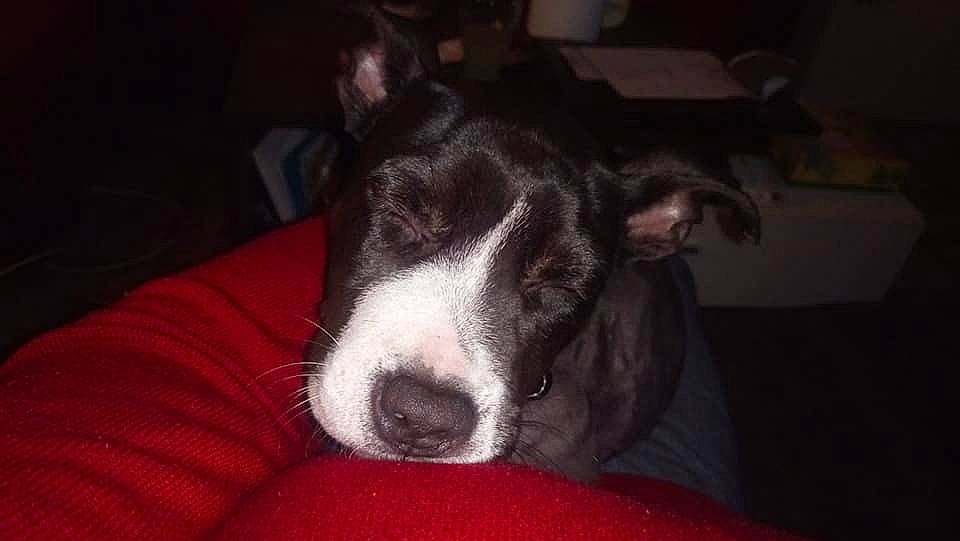 Raviole participe au concours pour gagner de l'argent avec cette photo : canidae, carnivore, dog, dog_breed, mammal, mcnab, non_sporting_group, nose, snout, vertebrate, whiskers