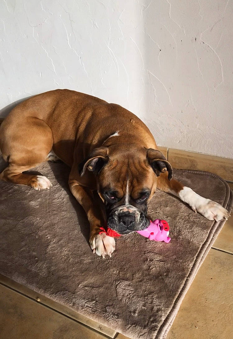 Ciara a rejoint le concours — aidez-le/la à gagner de superbes lots ! boerboel, boxer, bullmastiff, canidae, carnivore, companion_dog, dog, dog_breed, dorset_olde_tyme_bulldogge, fawn, korean_mastiff, mammal, old_english_bulldog, olde_english_bulldogge, perro_de_presa_mallorquin, puppy, snout, sporting_group, valley_bulldog, vertebrate