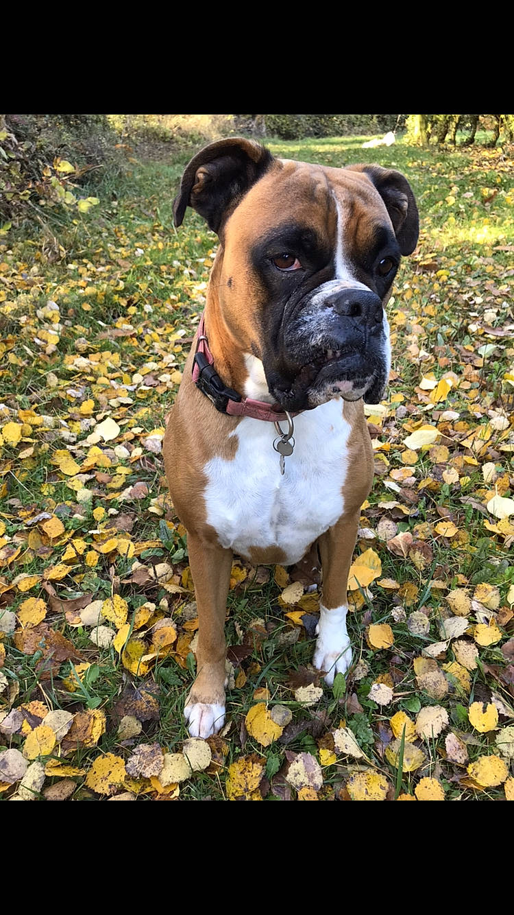 Ciara a rejoint le concours — aidez-le/la à gagner de superbes lots ! alano_espanol, ancient_dog_breeds, boxer, bullmastiff, canidae, carnivore, companion_dog, dog, dog_breed, fawn, mammal, molosser, olde_english_bulldogge, rare_breed_dog, renascence_bulldogge, snout, sporting_group, valley_bulldog, vertebrate, working_dog