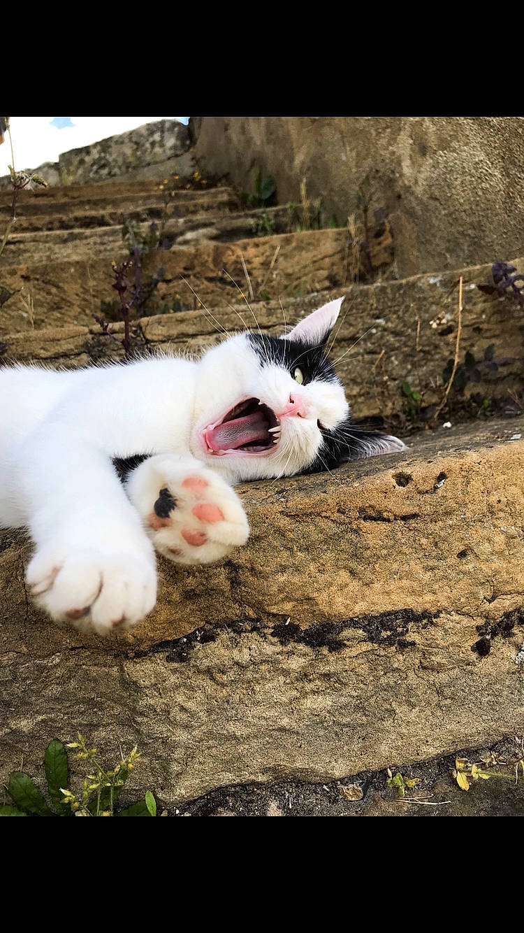 Freesia participe au concours pour gagner de l'argent avec cette photo : canidae, carnivore, cat, domestic_rabbit, felidae, nose, photography, rabbit, rabbits_and_hares, snout, whiskers, wildlife